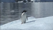 Penguin Theater (2003)