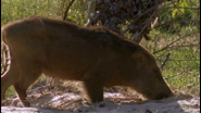 Tiger Kill (2008)