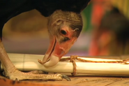 Zoboomafoo (1999-2001)