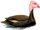 Pink-headed Duck