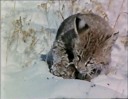 A Tale of Two Foxes (1990)