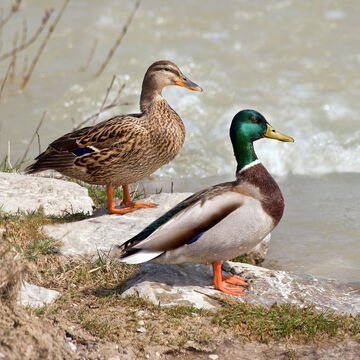 Mallard | NatureRules1 Wiki | Fandom