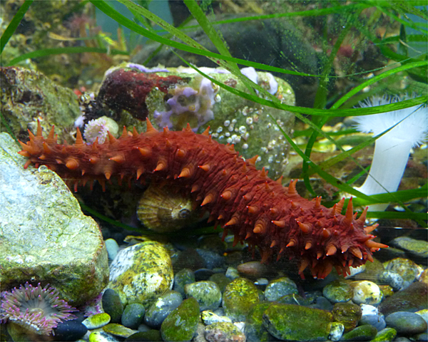 California Sea Cucumber | NatureRules1 Wiki | Fandom