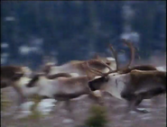 Incredible Journeys (1997)