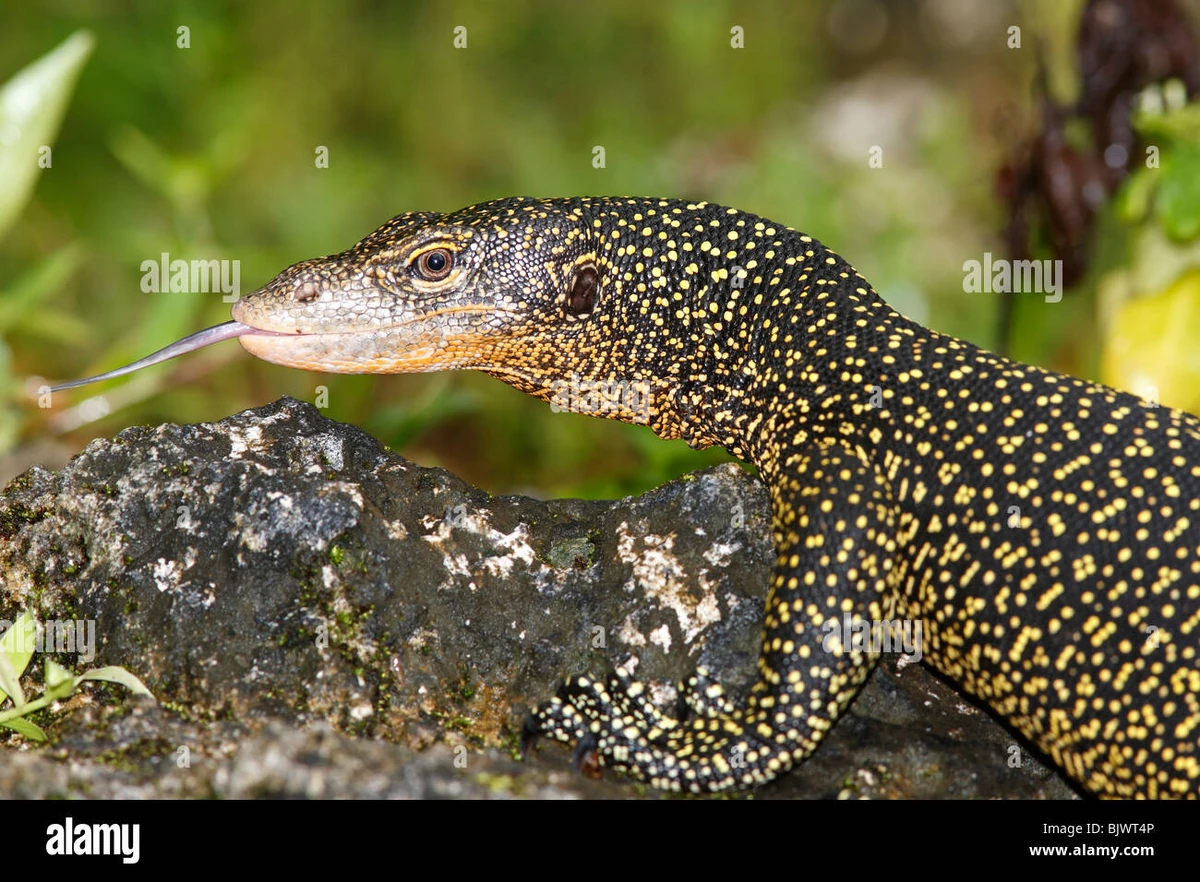 Mangrove Monitor | NatureRules1 Wiki | Fandom