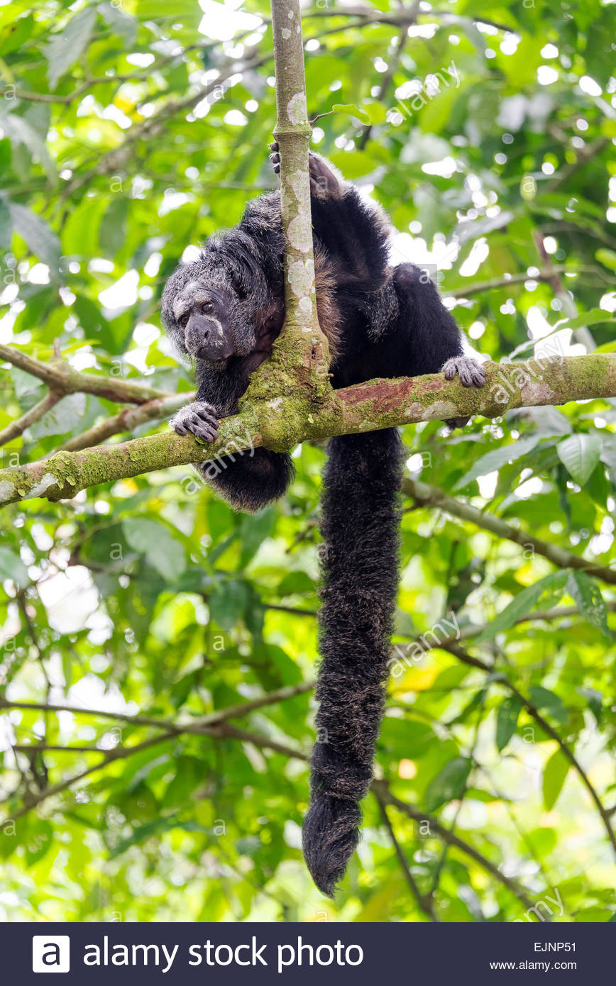 Saki monkeys wiki - Top vector, png, psd files on