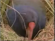 Really Wild Animals (1993-1998)