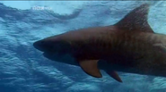 Shark Coast (2005)