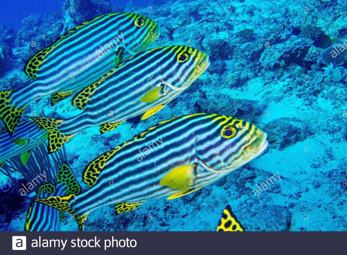 Indian Ocean Oriental Sweetlips | NatureRules1 Wiki | Fandom