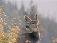 Wild Guess (1988)