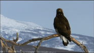 Wild Russia (2008)