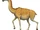 Aepycamelus
