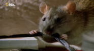 Animal Fight Club (2013)
