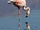 Chilean Flamingo