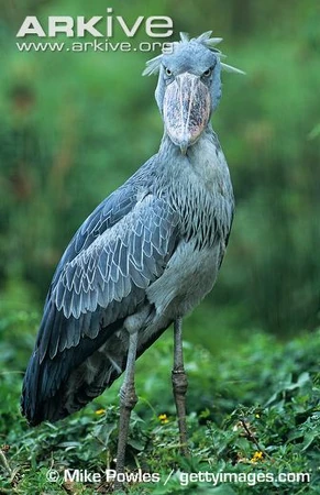 Shoebill | NatureRules1 Wiki | Fandom