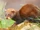 European Mink
