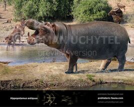 European Hippopotamus