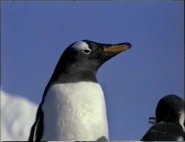 In Praise of Penguins (1978)