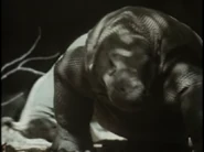 Really Wild Animals (1993-1998)