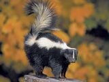 Striped Skunk