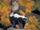 Striped Skunk