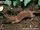 Least Weasel