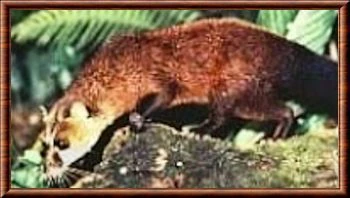 Aquatic NatureRules1 Wiki Fandom