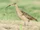 Bristle-thighed Curlew