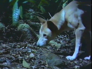 Bower Bird Blues (1997)
