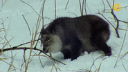 Japan's Wild Year (2014)