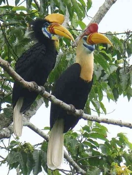 KnobbedHornbill.jpg-for-web-LARGE