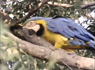 Life in the Balance (1991)
