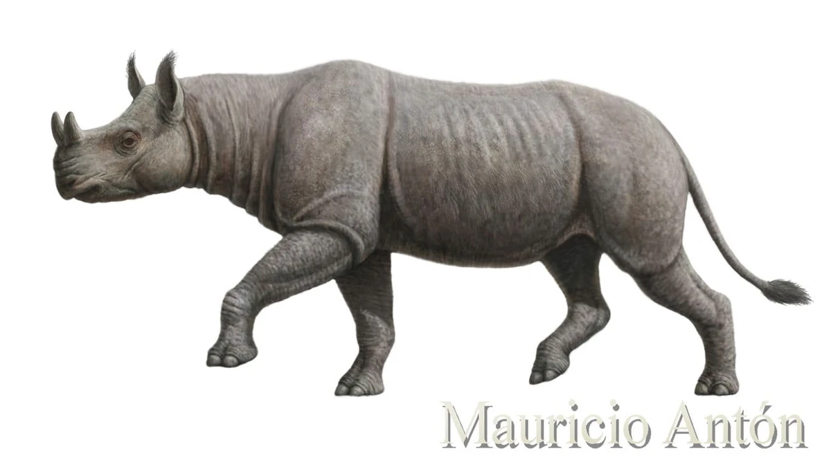 Menoceras NatureRules1 Wiki Fandom