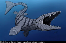 Platecarpus