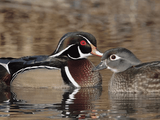 Wood Duck