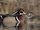 Wood Duck