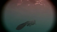 Sea Monsters (2003)