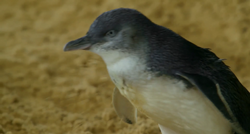 Little Blue Penguin, NatureRules1 Wiki