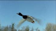 Winged Migration (2001)