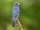 Blue Grosbeak
