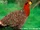 Blyth's Tragopan