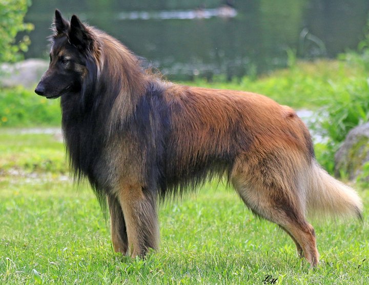 Belgian Shepherd - Wikipedia