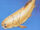 Coccosteus
