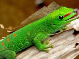 Madagascar Day Gecko