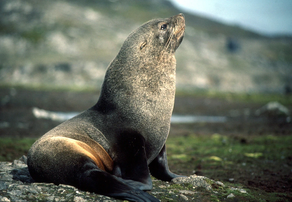 Antarctic Fur Seal | NatureRules1 Wiki | Fandom