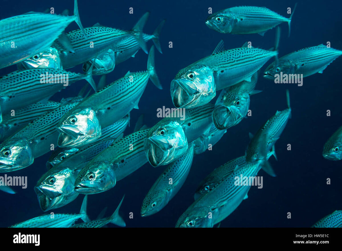 Indian Mackerel NatureRules1 Wiki Fandom
