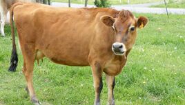 Jersey-Cattle-1024x584