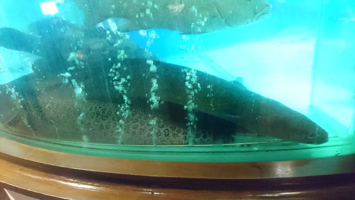 New Zealand Longfin Eel | NatureRules1 Wiki | Fandom