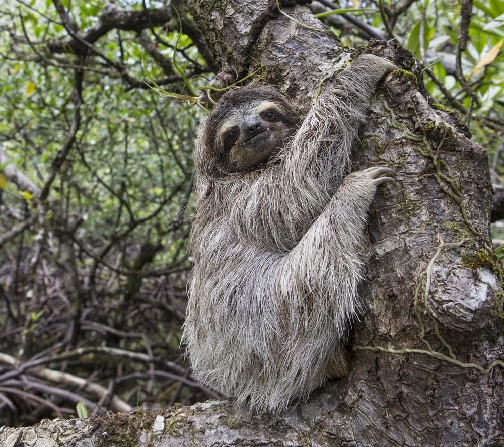 Pygmy Sloth | NatureRules1 Wiki | Fandom