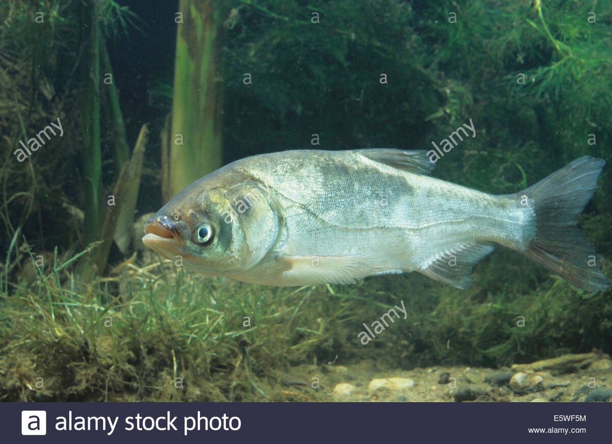 Invading Species on X: Silver Carp (Hypophthalmichthys molitrix) became  known as the 'flying carp' due to their tendency to leap out of the water  when frightened, posing a risk to passing boaters.